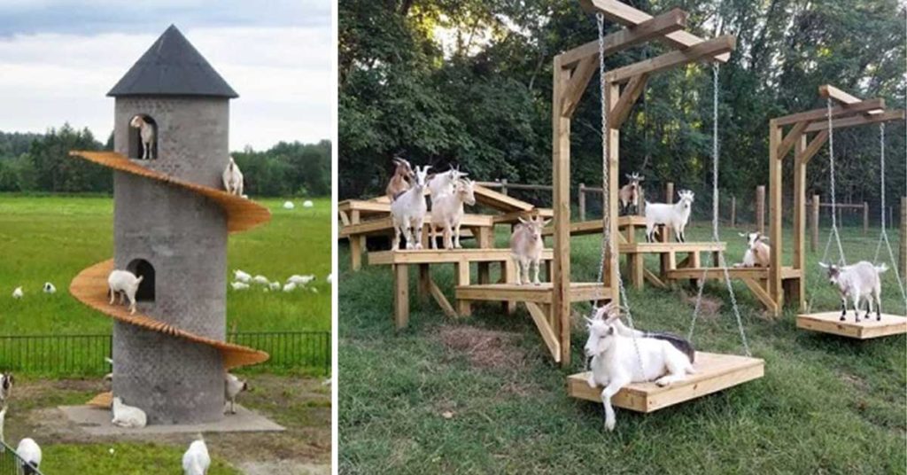 Goats Are as Loving and Clever as Dogs, Study Shows - Featured image