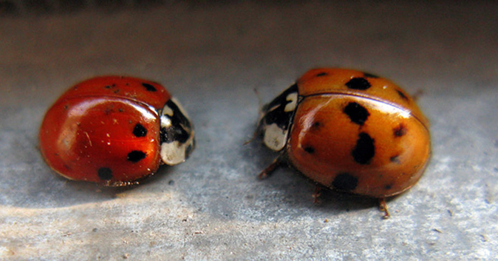 Asian Lady Beetles: Where They Came From and How to Get Rid of Them - Featured image
