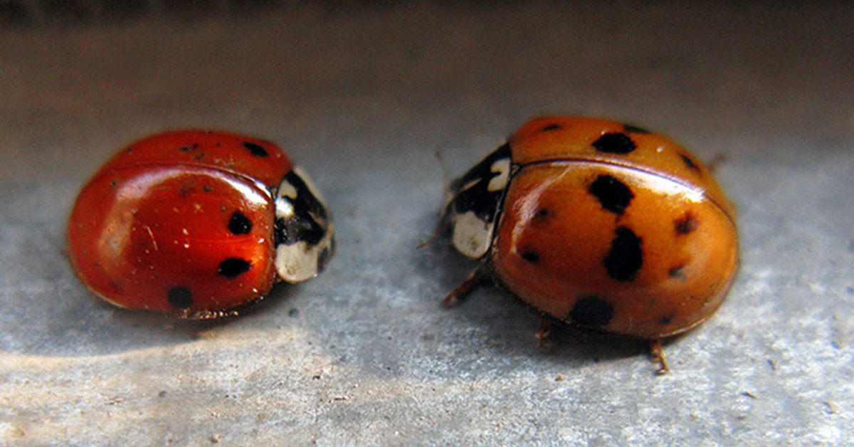 asian lady beetle and ladybug