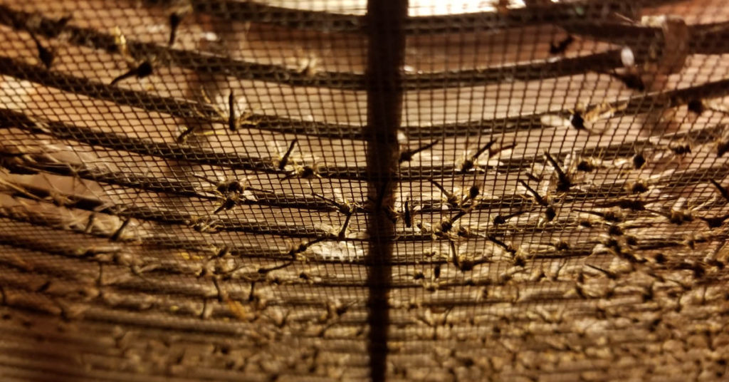 How to Make A Mosquito Trap In Under 10 Minutes - Featured image