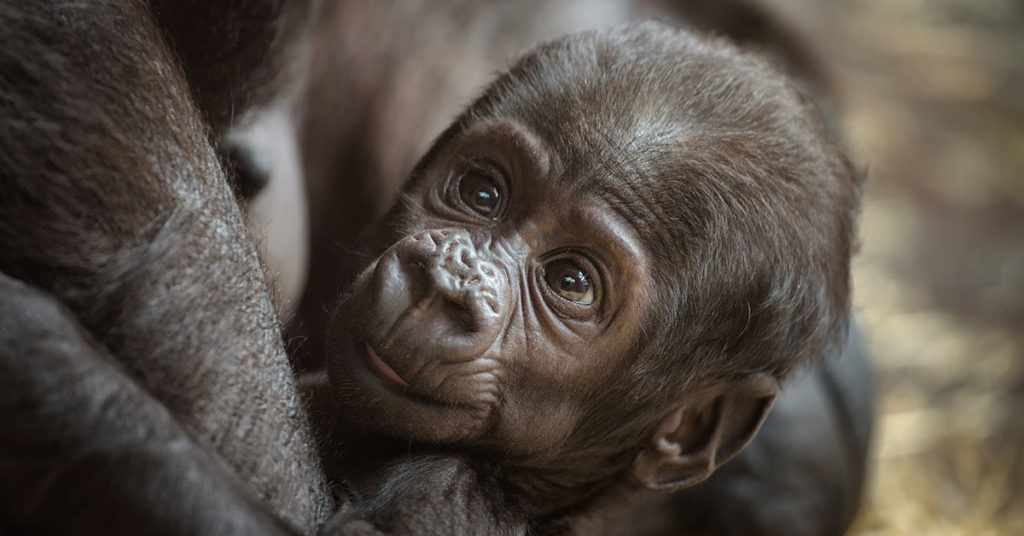 New mom and gorilla lovingly hold babies at glass for each other - Featured image