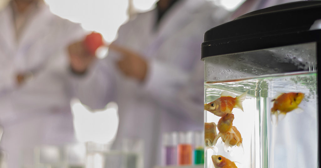 When Scientists Goofed and Accidentally Created a New Kind of Fish - Featured image