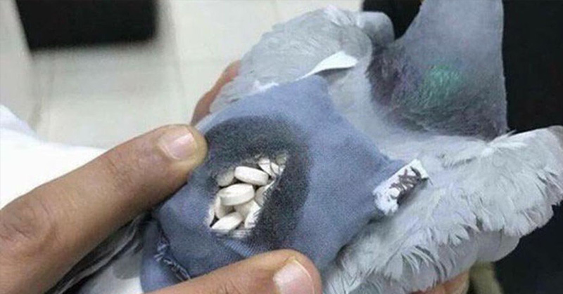 pigeon with a backpack of drugs