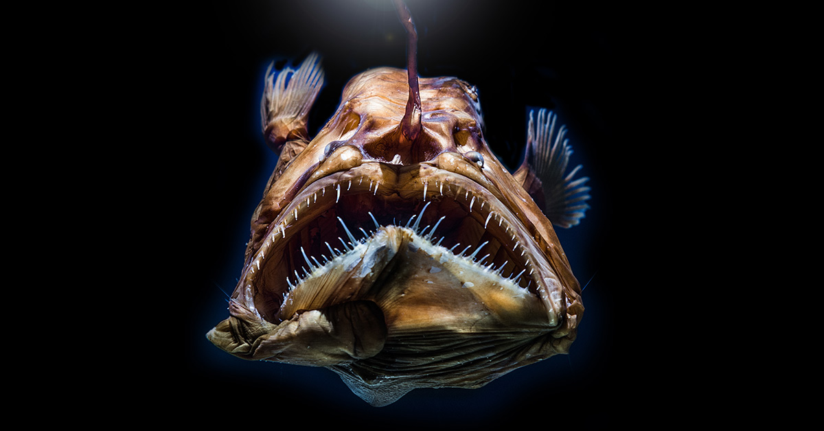 deep sea female anglerfish