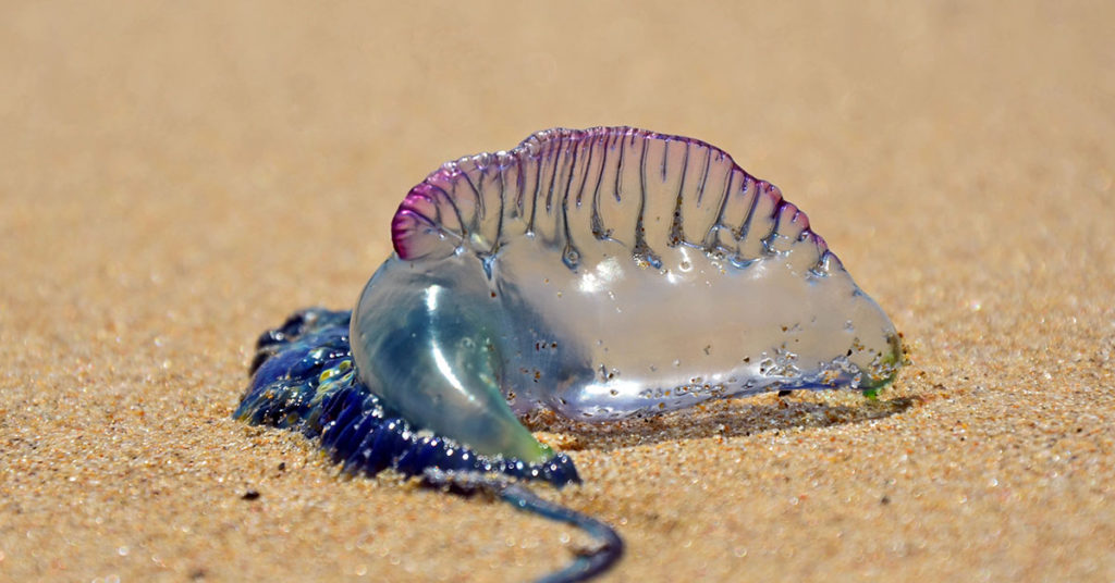Influencer Picks Up And Licks ‘Jellyfish’, Not Realizing It’s A Deadly Portuguese Man o’ War - Featured image