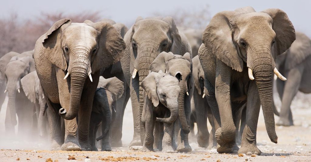 Herd Of Elephants Tramples And Kills Suspected Poacher In South Africa - Featured image