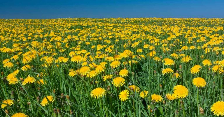 Rubber Made From Dandelions is Making Tires More Sustainable - Featured image