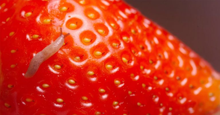 slug on a strawberry