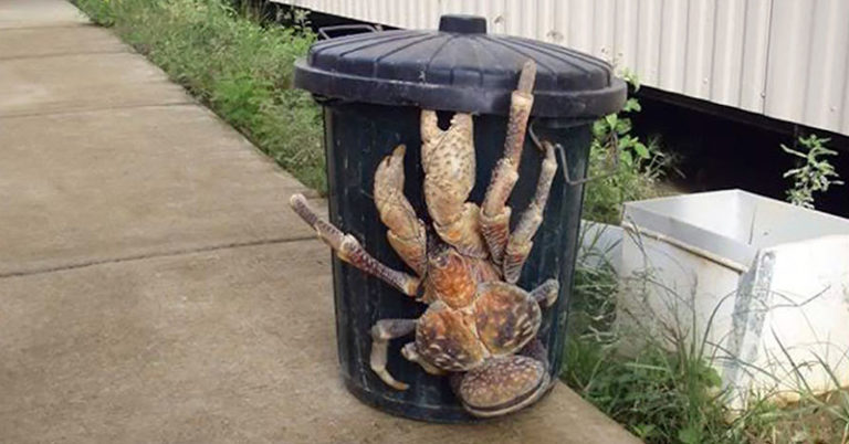 The Coconut Crab Kills Birds And Breaks Bones – And May Have Eaten Amelia Earhart Alive - Featured image