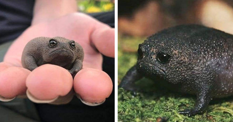 African Rain Frogs Look Like Little Angry Avocados - Featured image
