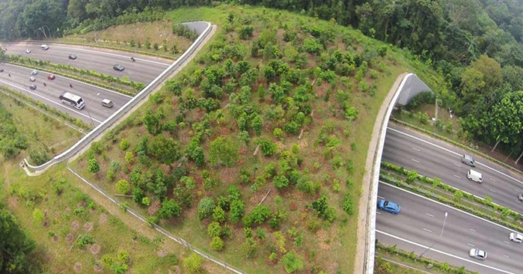 Animal Crossings Are Saving Wildlife And People From Danger - Featured image