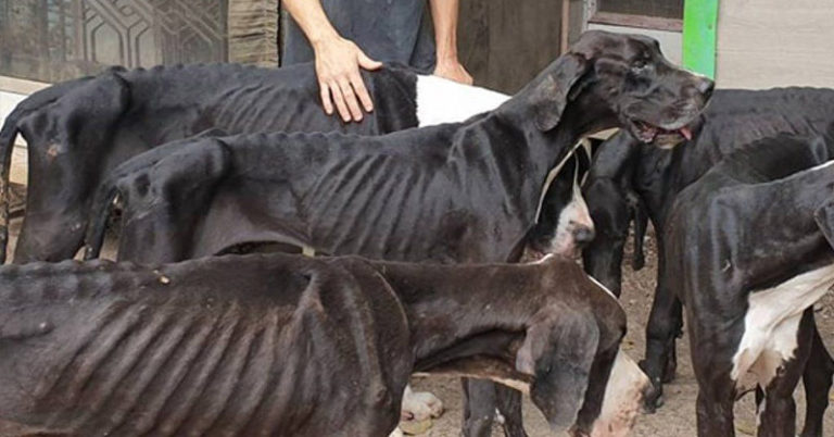 These Great Danes were Found Abandoned and Emaciated - Featured image