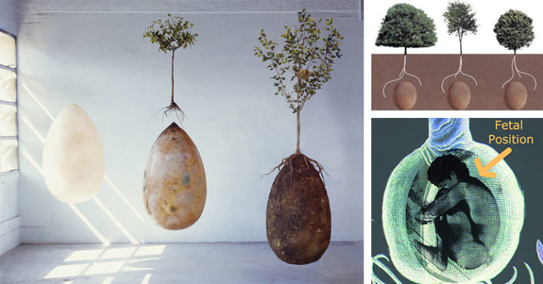 No More Coffins – These Organic Burial Pods Will Turn YOU Into A TREE When You Die - Featured image