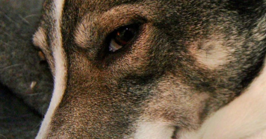 Dogs Can Really Tell If A Person Is Untrustworthy, Science Suggests - Featured image