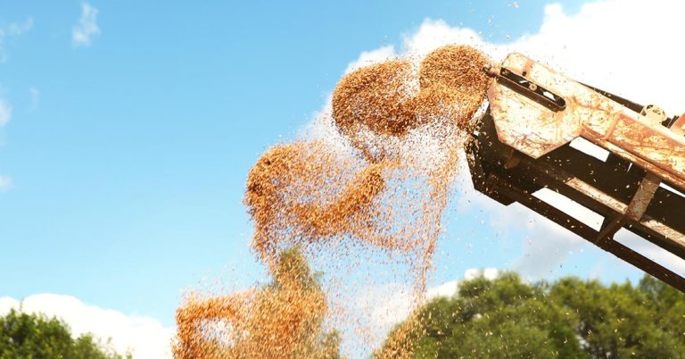 Farmer’s drastic video tackling mouse plague - Featured image