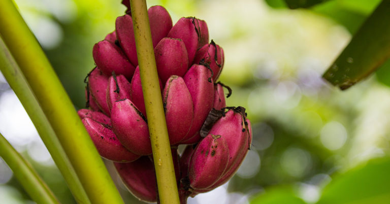 You Can Plant Red Banana Trees That Taste Just Like Raspberries - Featured image