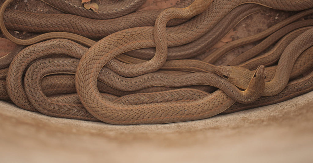 Snakes invade ceiling of family’s rental house, landlord allegedly says it’s not his problem - Featured image