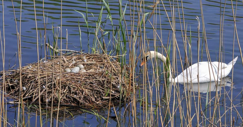 Man Builds Raft To Save “Unluckiest” Swan’s Eggs From Flooding River - Featured image