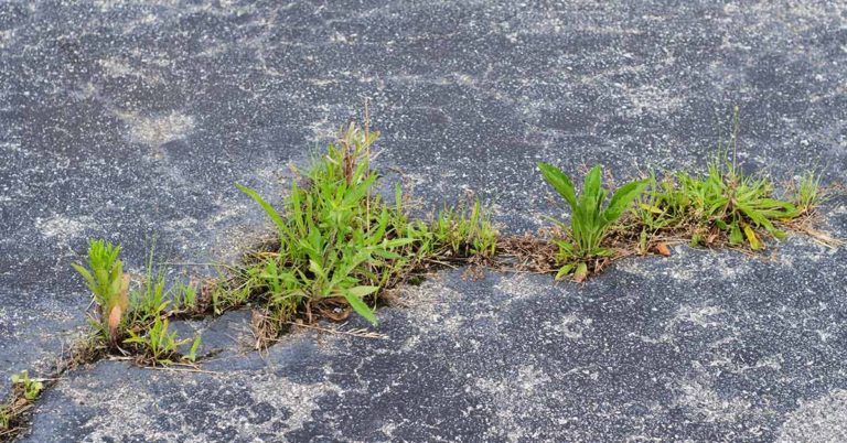 DIY Weed-Be-Gone Spray - Featured image