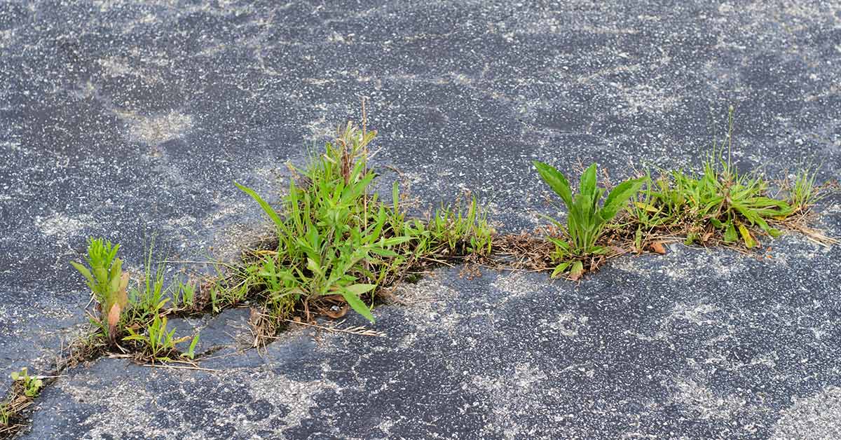 weeds growing in concrete