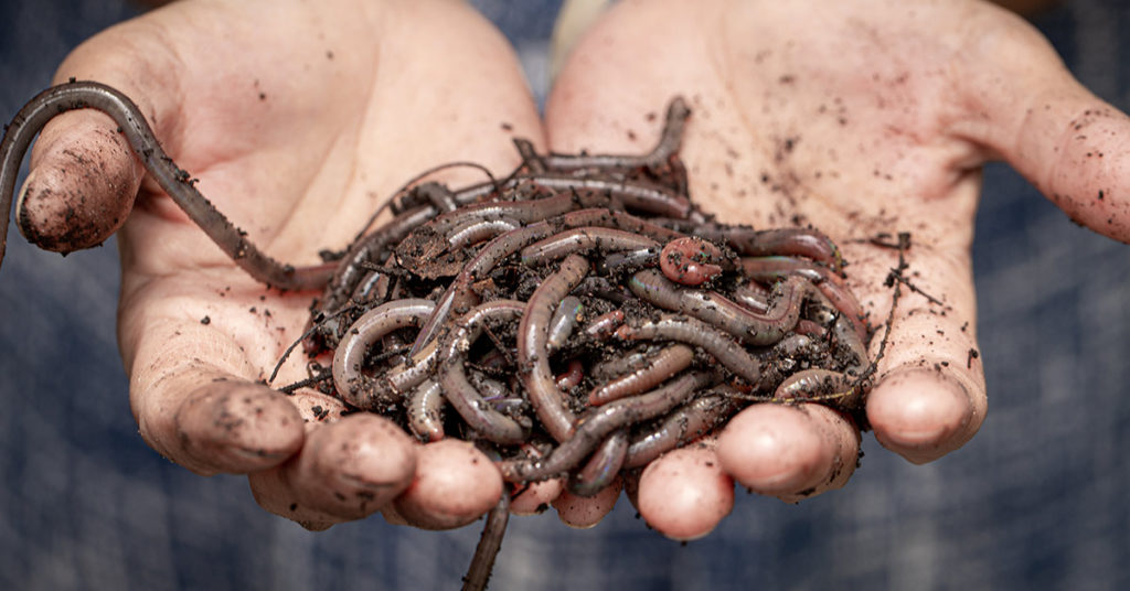 If you see a worm with a white band around it, kill it - Featured image