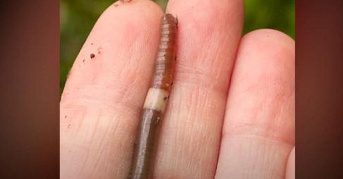 Highly Invasive Jumping Worms Have Spread to 15 States