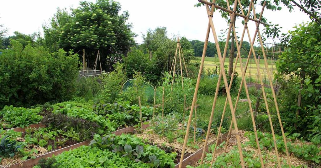 Permaculture Garden Produces 7000 Pounds of Organic Food Per Year on a Tenth of an Acre - Featured image