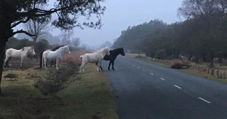 Herd of ‘grieving’ ponies keep all-night roadside vigil after motorist kills one of the family - Featured image
