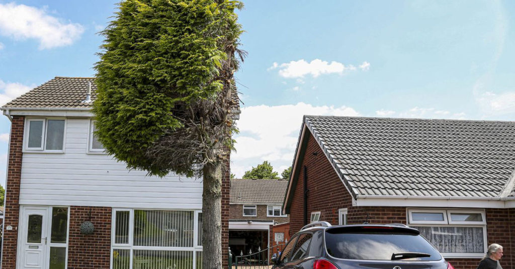 Petty Neighbor Cuts Tree In Half Because It Was Hanging Over His Driveway - Featured image