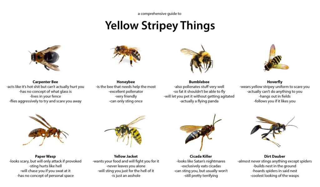yellow stripey things
