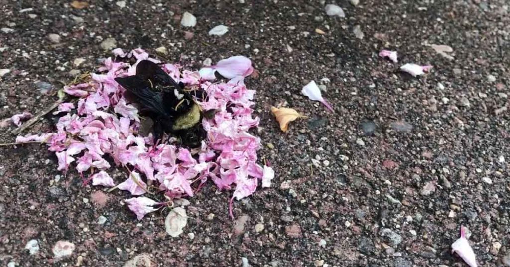 Surprising Video Shows Ants Holding A ‘Funeral’ For Dead Bumblebee - Featured image