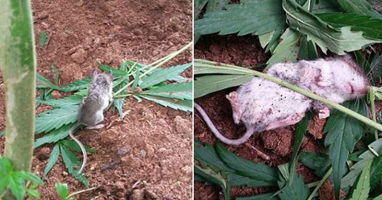 Wild Mouse Goes Through “Rehab” After Eating Cannabis Plant - Featured image