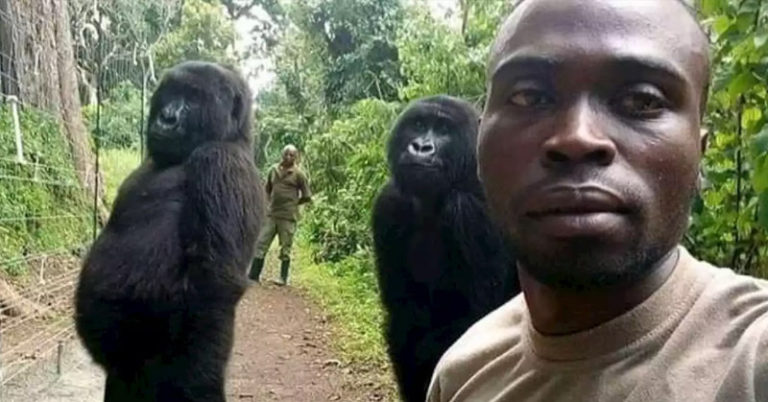The Gorillas in This Selfie Want to Be Just as Cool as the Man Who Protects Them - Featured image
