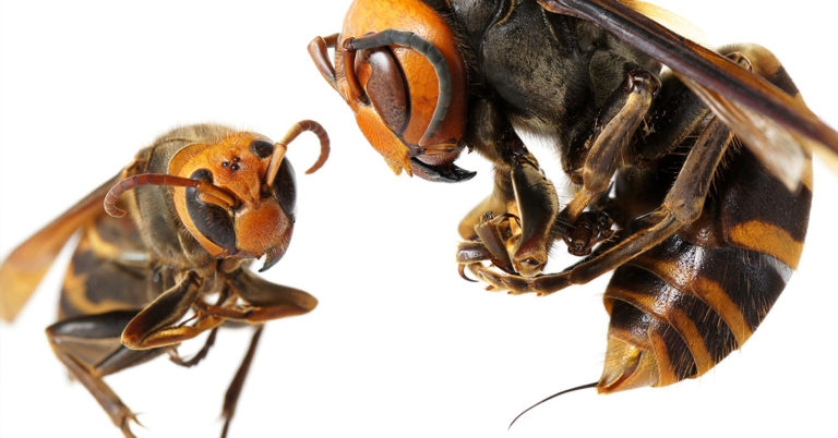 A Comprehensive Guide to Yellow Stripey Things - Featured image