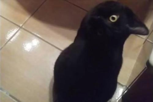 black cat looks like a crow
