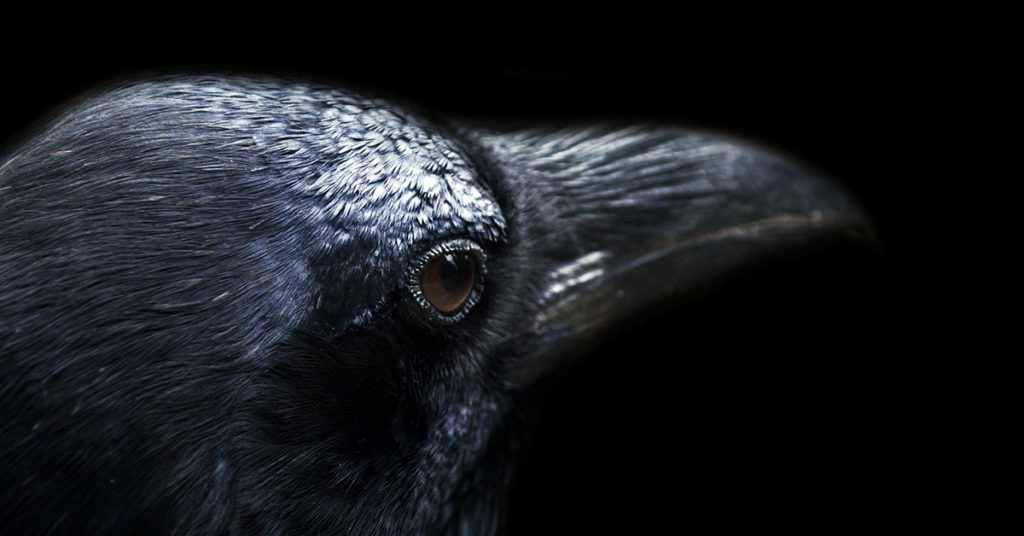 Most People See A Black Crow In This Picture – But What Is It Really? - Featured image
