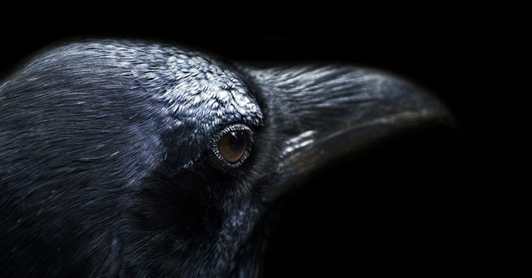 Most People See A Black Crow In This Picture – But What Is It Really? - Featured image