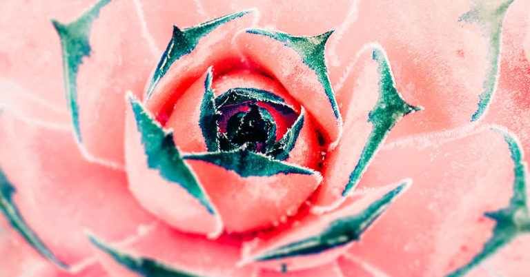 These Rare Succulents Look Just Like Pink Rose Buds - Featured image