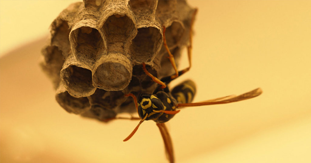 Doctors Now Have To Warn Women Not To Stick  Wasp Nests In Their Lady Parts - Featured image