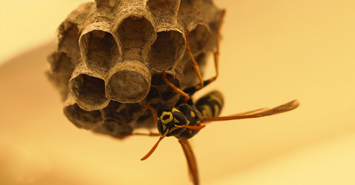 wasp on a wasp nest