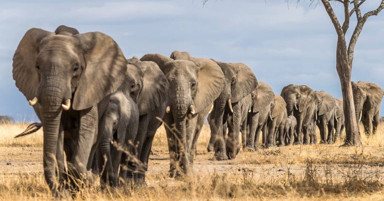 Justice: When The Poacher Who Killed 500 Elephants Was Sentenced to 30 Years in Jail - Featured image