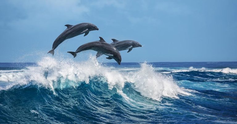 Dolphins Alert Rescue Crew to Lost Swimmer Who Had Been Stranded for 12 Hours - Featured image