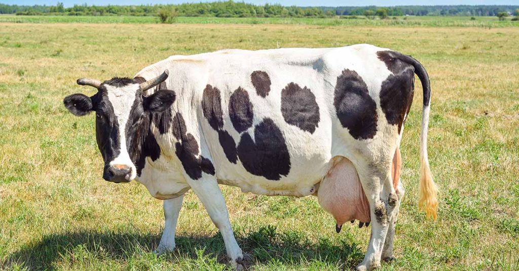 The Massive ‘cow’ named Knickers that was deemed too large to eat - Featured image
