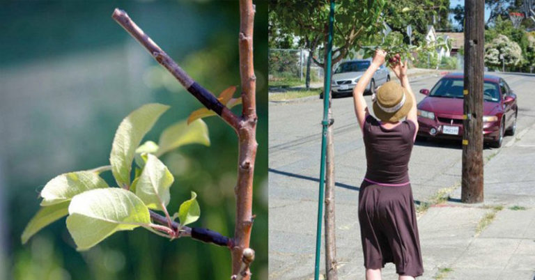 “Guerilla Grafters” Secretly Graft Fruit-Bearing Branches Onto Sterile City Trees - Featured image