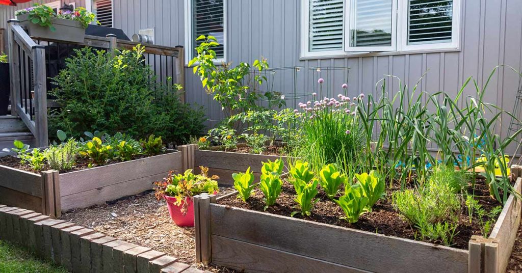No land, no problem: How a lady farmer converts an idle backyard into a productive urban vegetable garden - Featured image