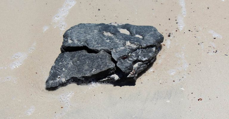 Authorities Seize Whale Poop Worth $1 Million in Sting Operation - Featured image