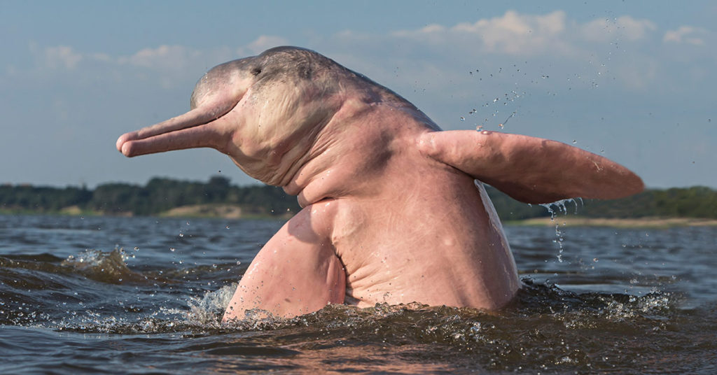 Among Other Amazing Creatures, the Amazon Has Pink Dolphins - Featured image