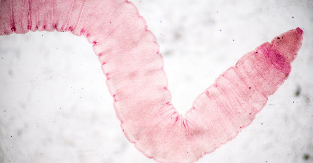 Man came into the hospital with seizures. Doctors found a tapeworm in his brain. - Featured image