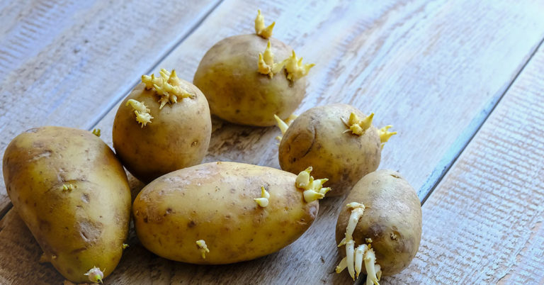 Is It Safe To Eat Potatoes With Sprouts On Them? - Featured image