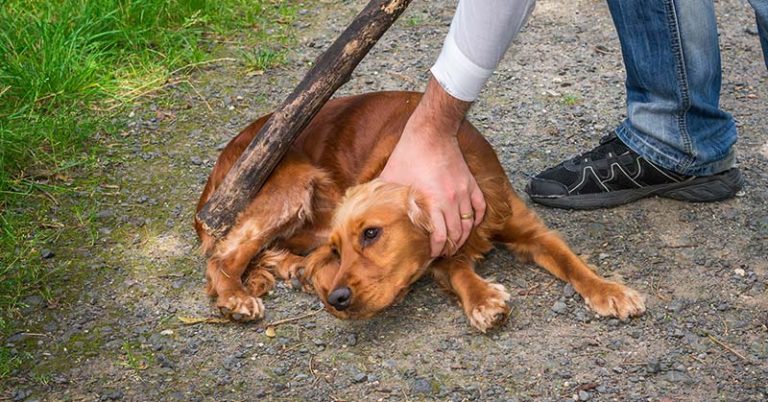 Animal Cruelty Is Officially a Nationwide Felony - Featured image